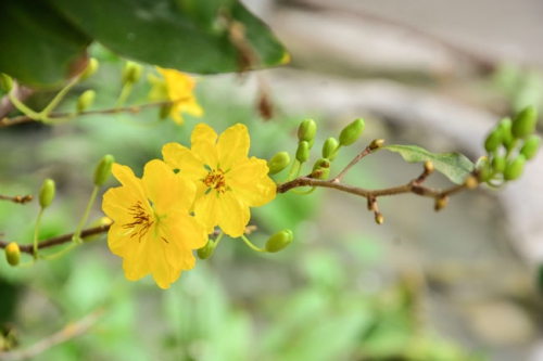 Welcoming Monkey Year