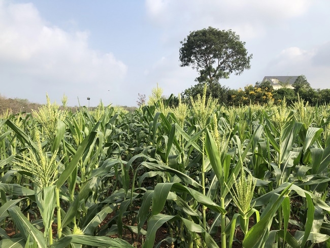 Ban Tôn giáo Tây Ninh viếng thăm chùa Suối Pháp