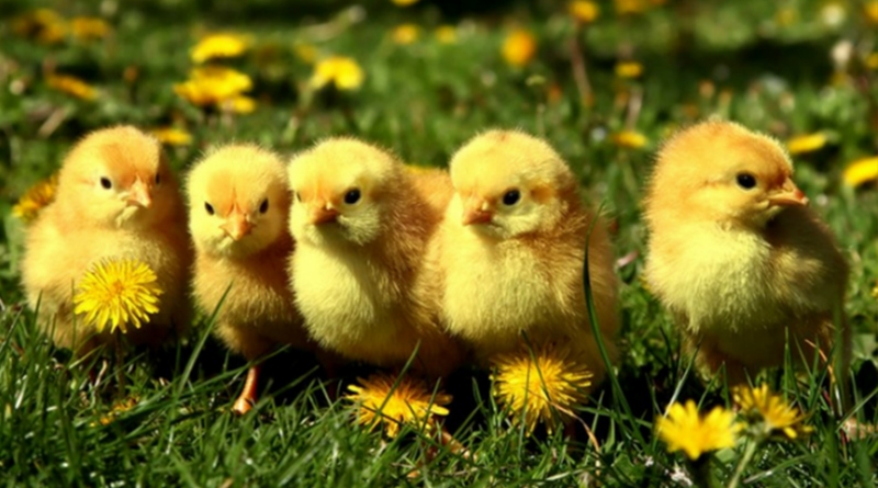 Cảm ơn “trại gà công nghiệp Hoằng Pháp”