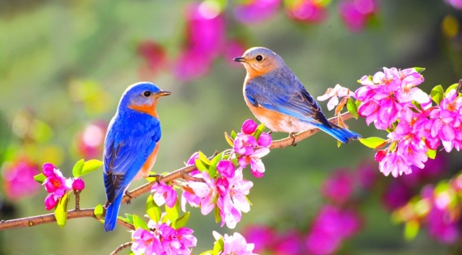 Cảm tưởng mùa xuân