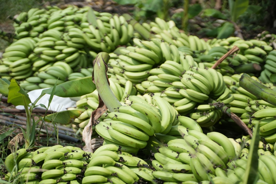 Chư Tăng và công quả nội tự chùa Hoằng Pháp cùng thu hoạch chuối cúng dường (Đồng Nai).