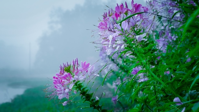 Chùm ảnh mồng bốn Tết tại chùa Tây Pháp