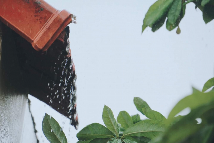 Cúc tần ngoại truyện (P.2)