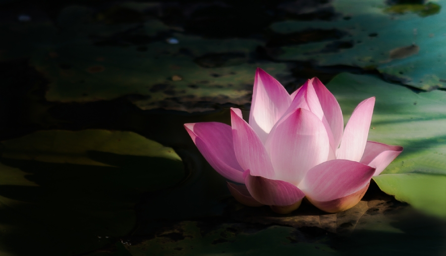 Cúc tần ngoại truyện (P.3)