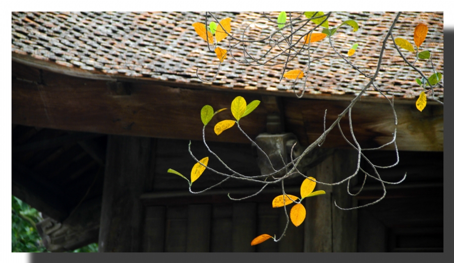 Cúc tần ngoại truyện