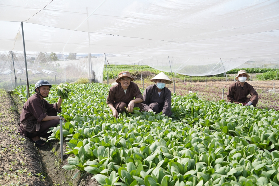 Chư tăng và công quả nội tự cùng thu hoạch rau cúng dường.