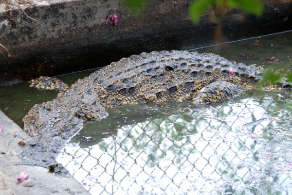 Một ngày phóng sanh đáng nhớ