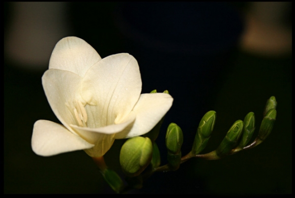 Mục đích của cuộc đời