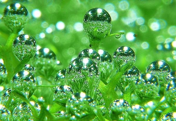 Tôi đã sống như loài cỏ dại