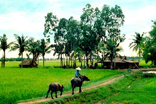 Một chuyến về quê