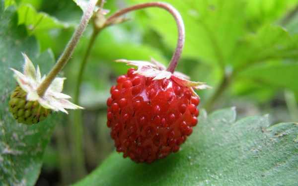 Tình thương thanh thản