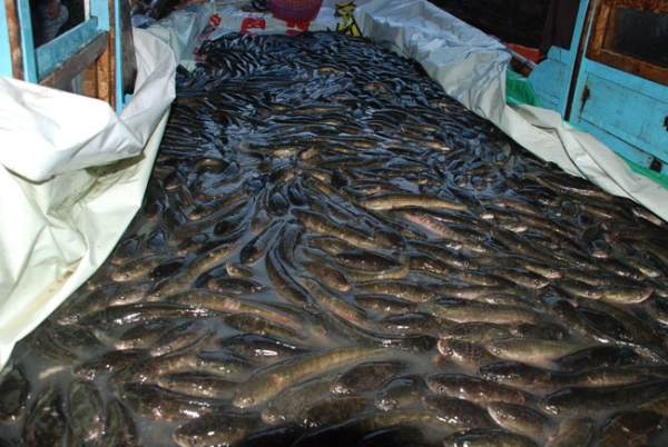 Chùa Hoằng Pháp tổ chức phóng sinh