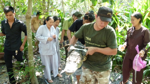 Phóng sanh cá sấu, rắn chúa