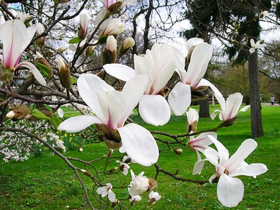 Những ngày hạnh phúc