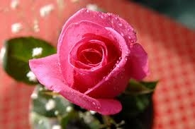 Những bông hoa kính dâng cha mẹ