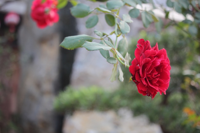 The Patriarch s' Death Anniversary and One-day Retreat at Hoa Phuc Pagoda
