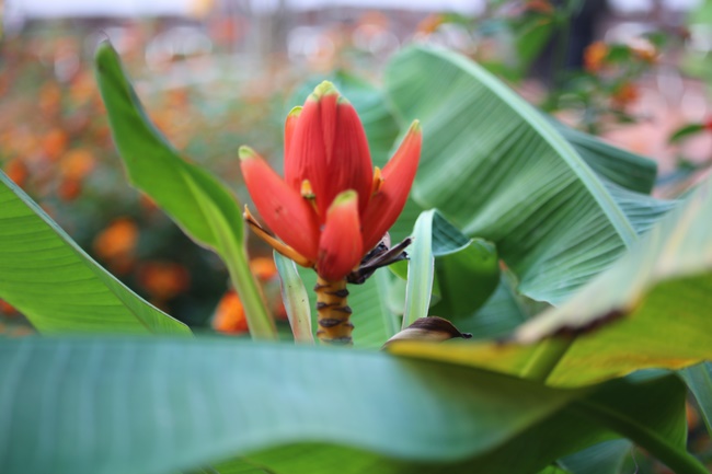 The Patriarch s' Death Anniversary and One-day Retreat at Hoa Phuc Pagoda