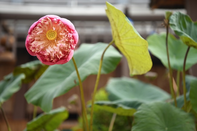 The Patriarch s' Death Anniversary and One-day Retreat at Hoa Phuc Pagoda