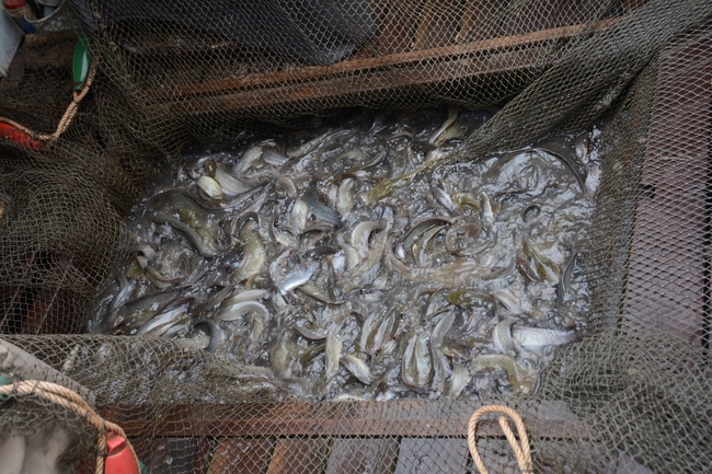 The  praying ceremony for rebirth and releasing creatures in Can Tho.