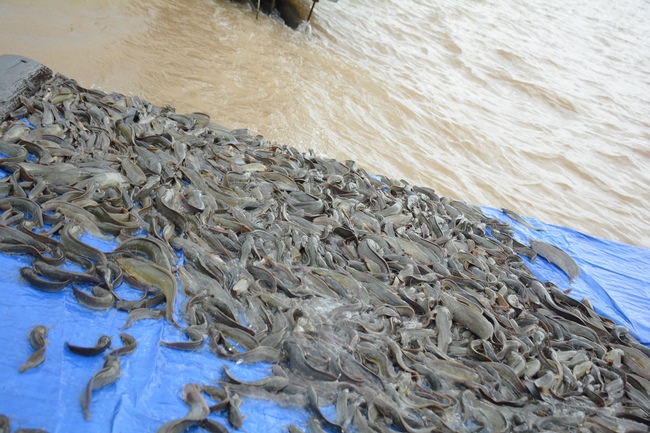 The  praying ceremony for rebirth and releasing creatures in Can Tho.