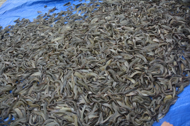 The  praying ceremony for rebirth and releasing creatures in Can Tho.