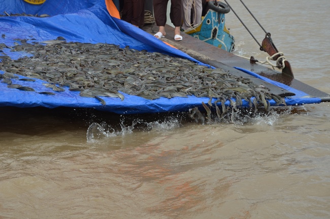 The  praying ceremony for rebirth and releasing creatures in Can Tho.
