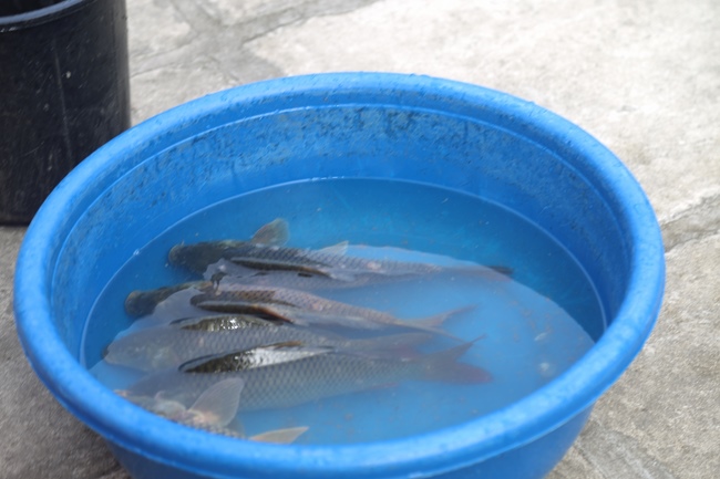 Re-learning majesty of the Buddha's disciple