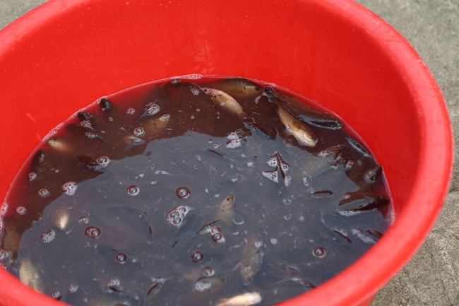 Re-learning majesty of the Buddha's disciple