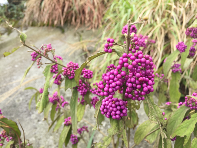 Tham quan danh lam thắng cảnh tại Quảng Ninh (phần 2)