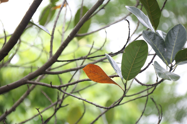 Hoa Phuc Pagoda – Ha Noi: The 30th death ceremony of  Most Venerable Ngo Chan Tu.
