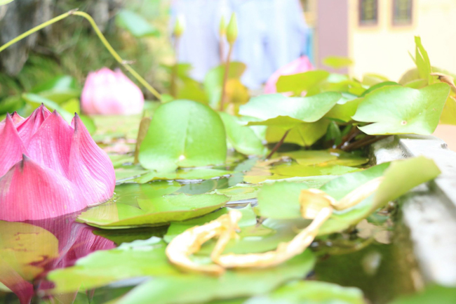 Hoa Phuc Pagoda – Ha Noi: The 30th death ceremony of  Most Venerable Ngo Chan Tu.
