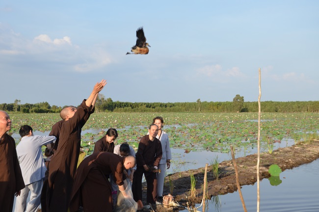 Burial in water in Vung Tau and freeing creatures in Long An