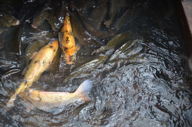 The ceremony praying for rebirth in Long An Province and Hoc Mon District