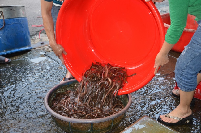 A praying ceremony for the rebirth and releasing creatures in Cu Chi