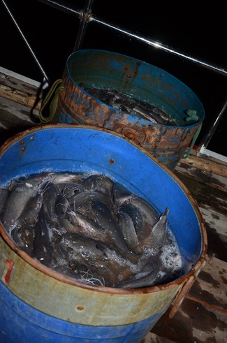 Lễ Cầu Siêu ở quận 12 và Phóng Sanh ở Củ Chi