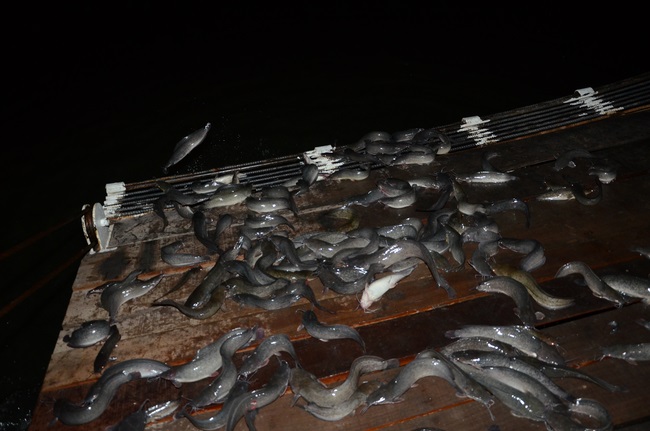 Lễ Cầu Siêu ở quận 12 và Phóng Sanh ở Củ Chi