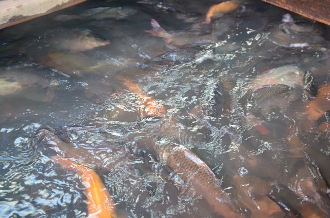 The Founder 's death anniversary at Quang Duc Pagoda and freeing creatures in Can Tho Province