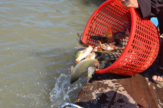 The Founder 's death anniversary at Quang Duc Pagoda and freeing creatures in Can Tho Province