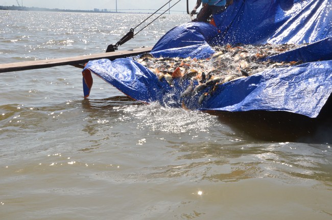 The Founder 's death anniversary at Quang Duc Pagoda and freeing creatures in Can Tho Province