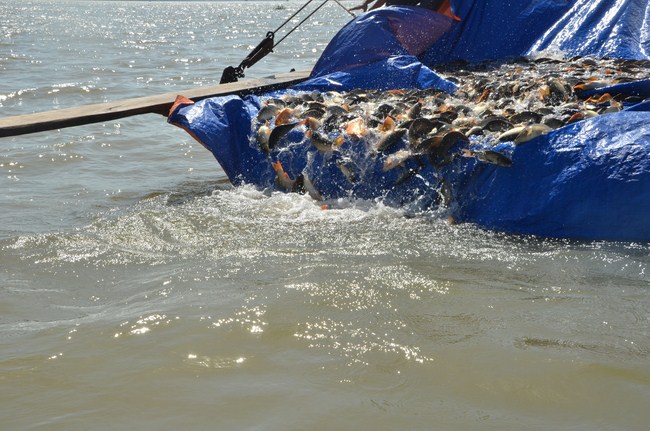 The Founder 's death anniversary at Quang Duc Pagoda and freeing creatures in Can Tho Province