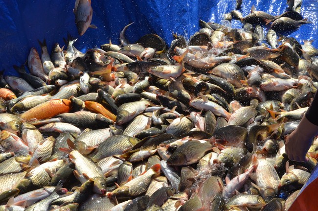 The Founder 's death anniversary at Quang Duc Pagoda and freeing creatures in Can Tho Province