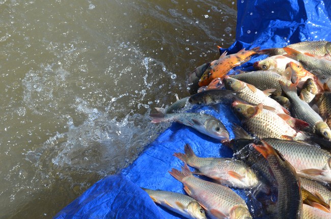 The Founder 's death anniversary at Quang Duc Pagoda and freeing creatures in Can Tho Province