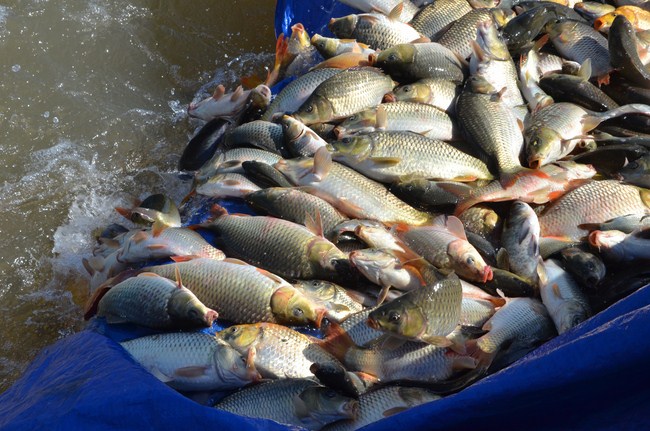 The Founder 's death anniversary at Quang Duc Pagoda and freeing creatures in Can Tho Province