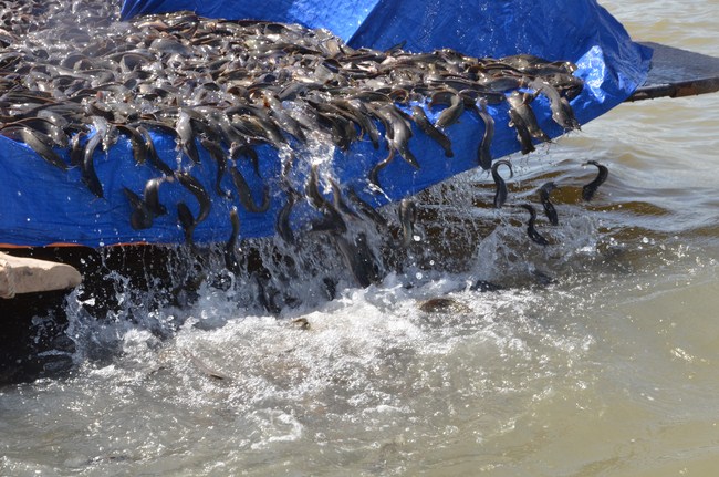 The Founder 's death anniversary at Quang Duc Pagoda and freeing creatures in Can Tho Province