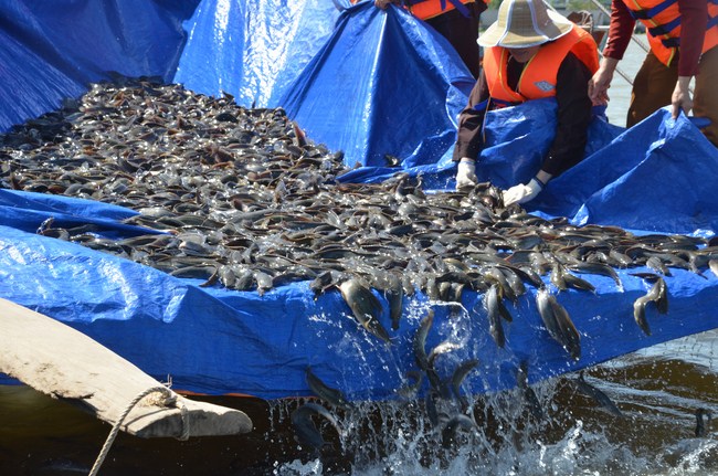 The Founder 's death anniversary at Quang Duc Pagoda and freeing creatures in Can Tho Province