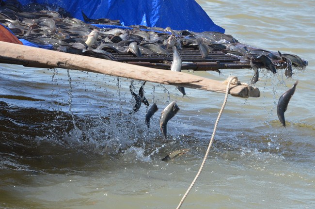 The Founder 's death anniversary at Quang Duc Pagoda and freeing creatures in Can Tho Province