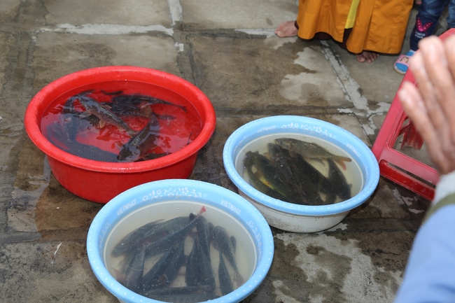 One-day cultivation of reciting the Buddha’s name at Dong Cao Pagoda in Thanh Hoa province