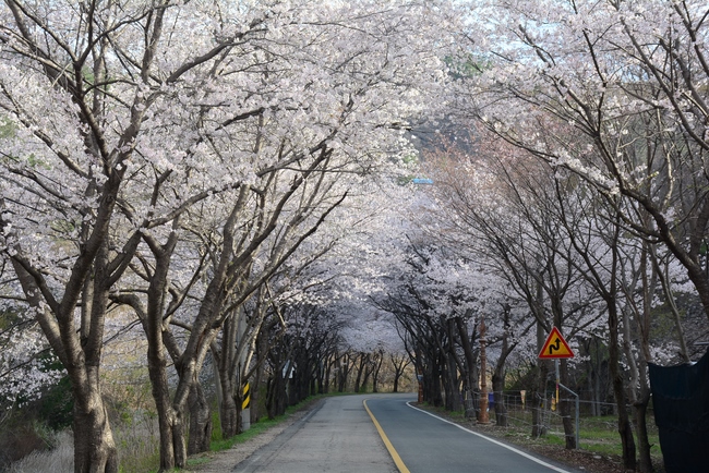 Visiting Temples In The Middle Korea