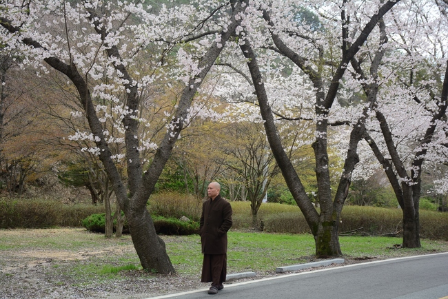 Visiting Temples In The Middle Korea