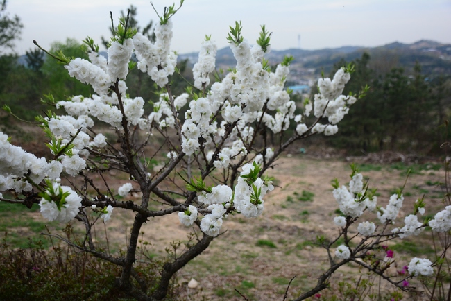 Visiting Temples In The Middle Korea